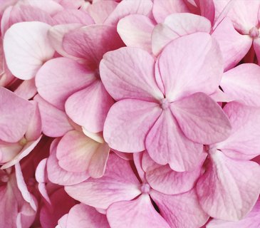pink october