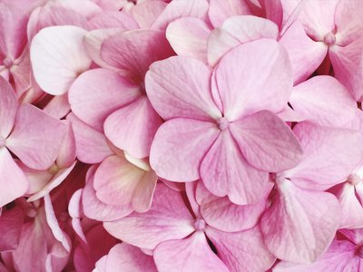 pink october